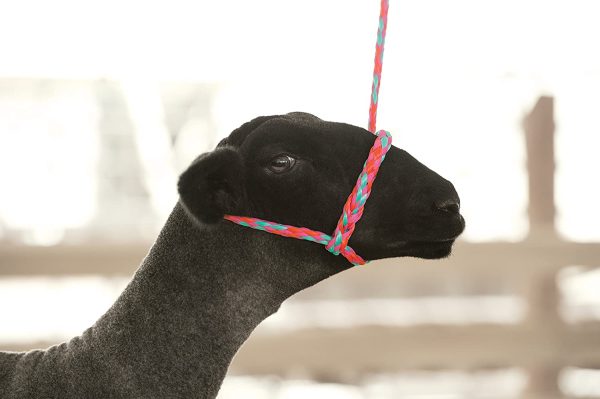 Weaver Leather Livestock Poly Rope Sheep Halter, Hot Pink/Coral/Mint