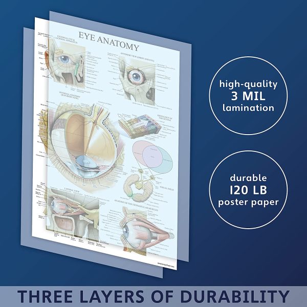 Palace Learning Laminated Eye Anatomical Poster - Human Eye Anatomy Chart - 18 x 27 - Image 4