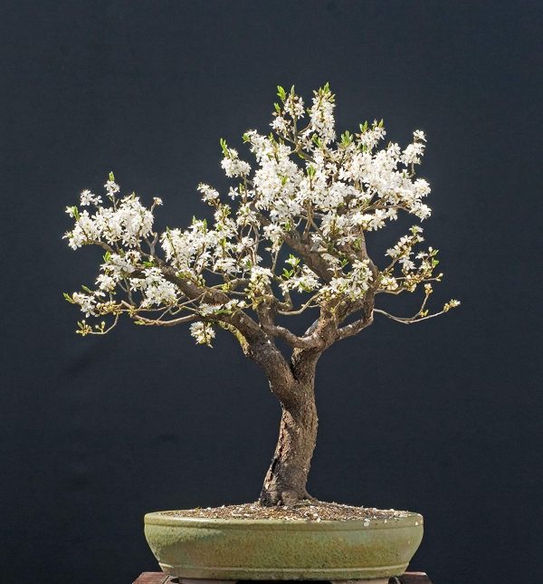 Rare 10Pcs Cherry Blossom Tree Bonsai, Hardy Perennial Tree - Image 2