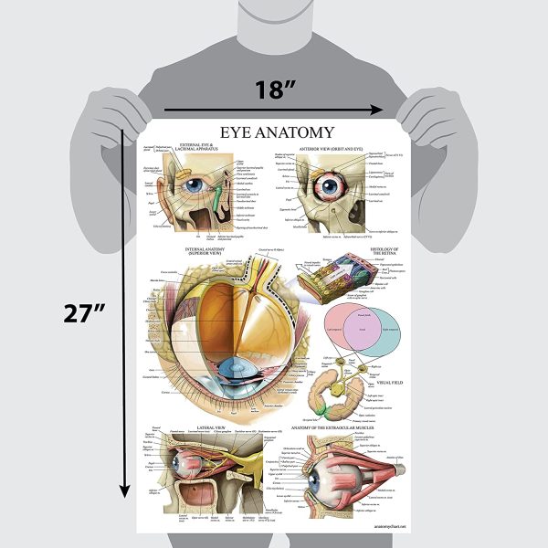 Palace Learning Laminated Eye Anatomical Poster - Human Eye Anatomy Chart - 18 x 27 - Image 3