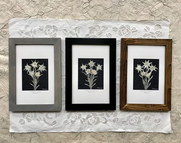 Real Pressed White Edelweiss Flower Picture Framed, Brown Frame - Image 4