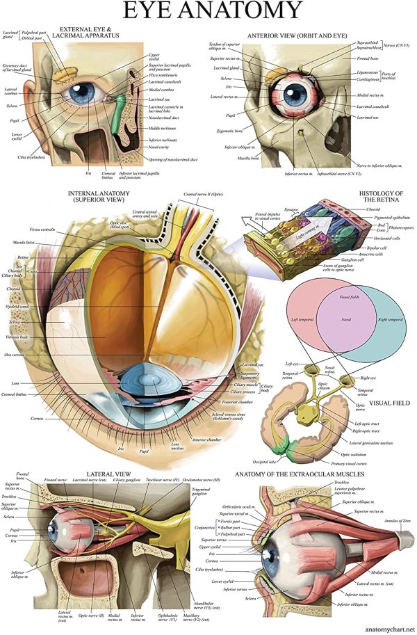 Palace Learning Laminated Eye Anatomical Poster - Human Eye Anatomy Chart - 18 x 27 - Image 2