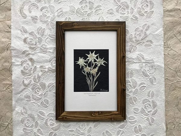 Real Pressed White Edelweiss Flower Picture Framed, Brown Frame - Image 3